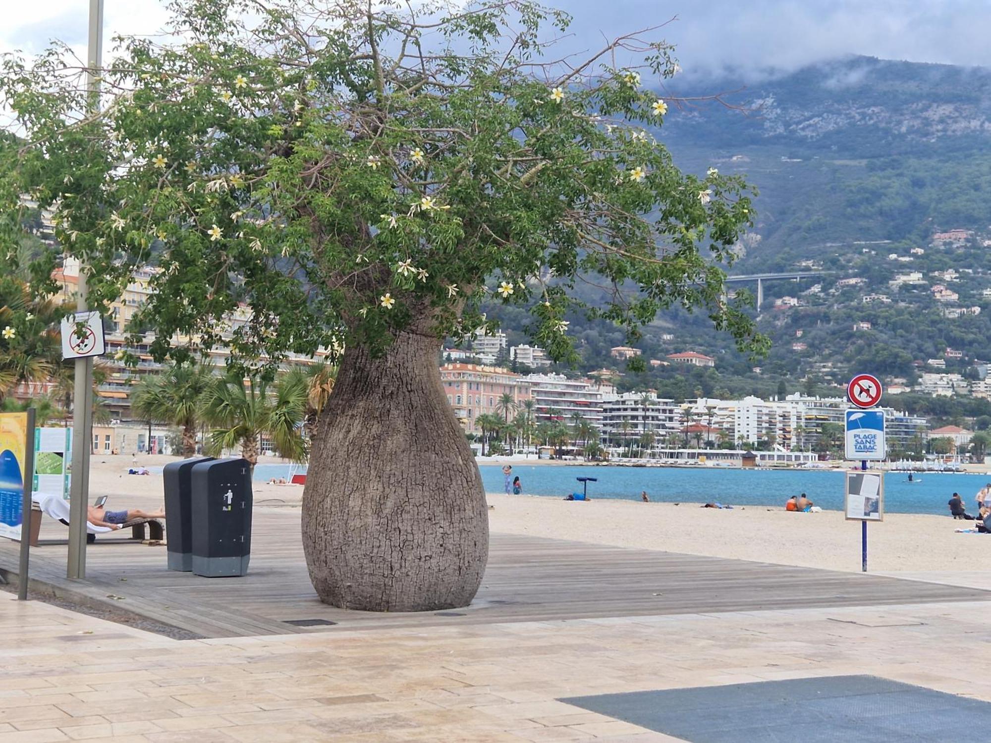 Le 182 Promenade Du Soleil Apartment Menton Ngoại thất bức ảnh